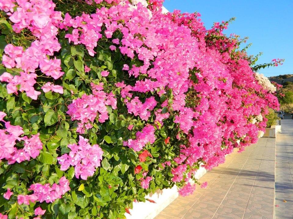 Telhinis